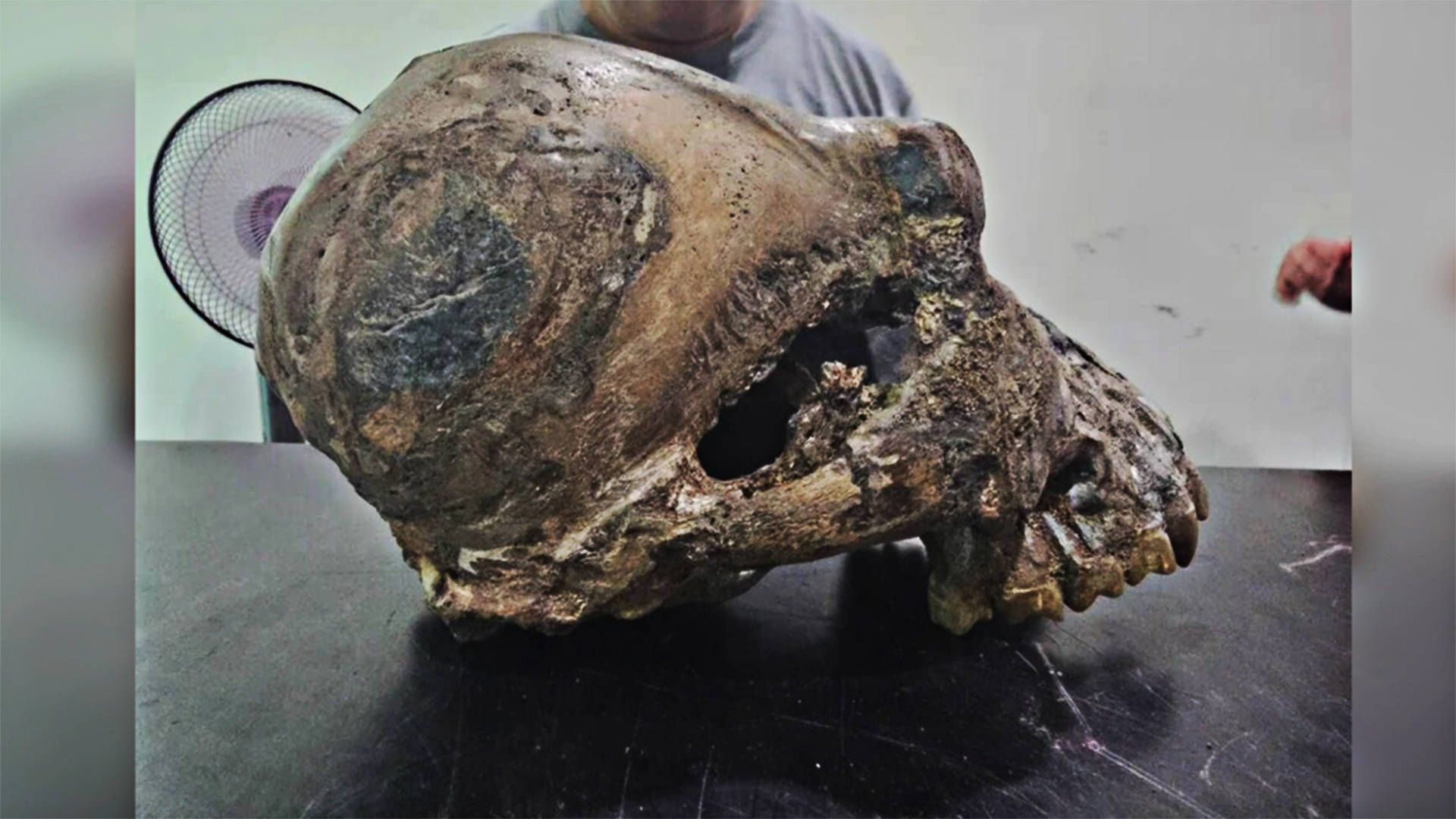 化石显示一种植物与任何已知物种无关