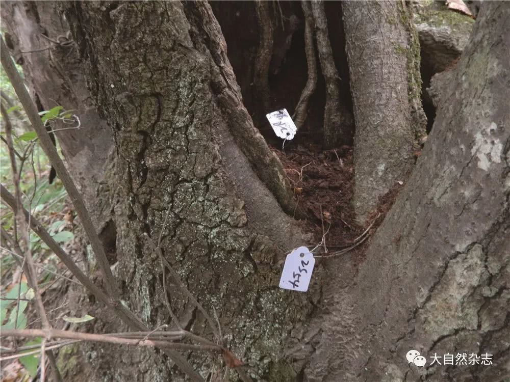 新研究发现雌鼠随年龄增长生育能力下降的机制