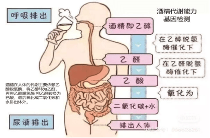 华大智造推出首款面向消费者基因测序仪 20分钟速测饮酒基因