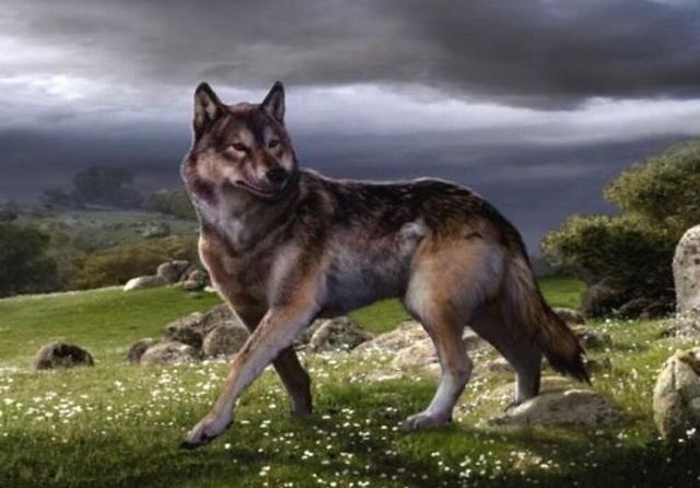 AI辅助去核提升犬科动物克隆效率