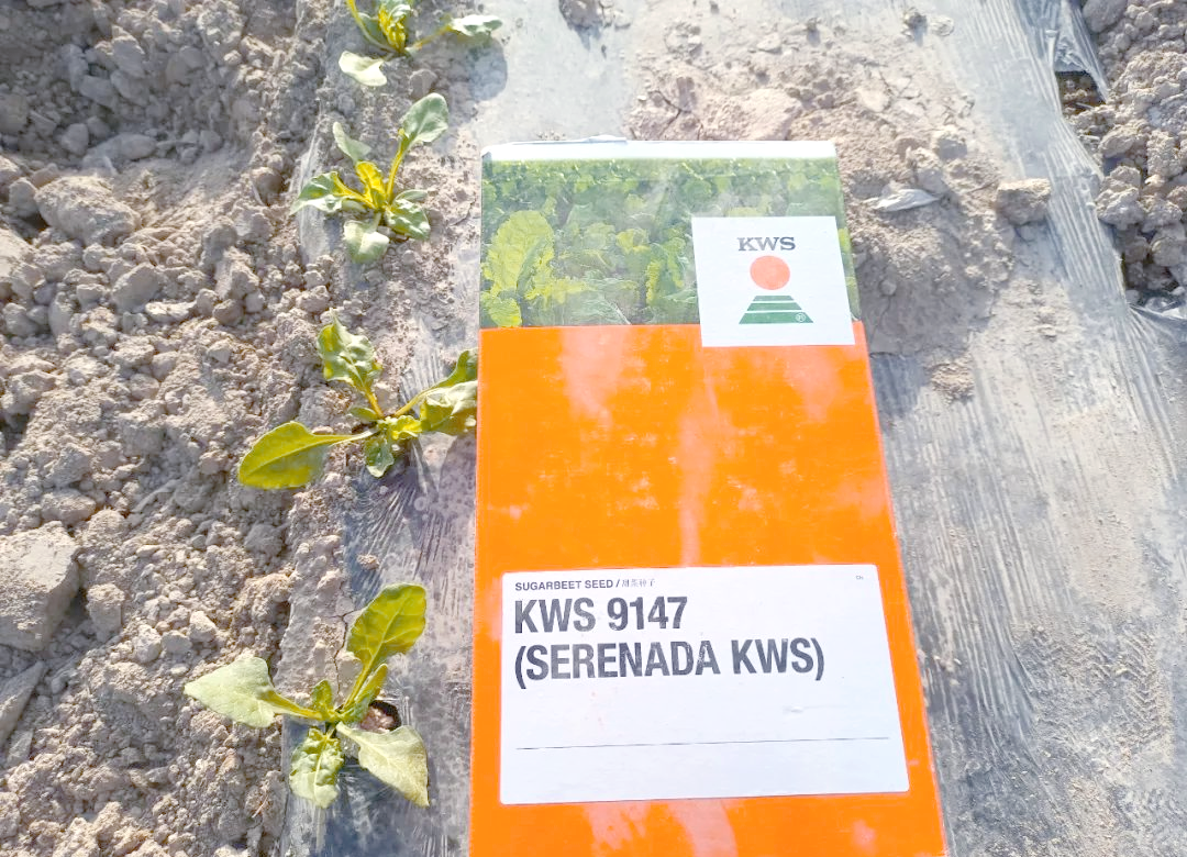 2025甜菜种植产业现状及市场规模、未来发展趋势分析_人保服务 ,人保伴您前行