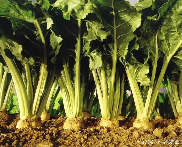 2025甜菜种植产业现状及市场规模、未来发展趋势分析_人保服务 ,人保伴您前行