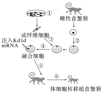 我科学家实现高效体细胞克隆