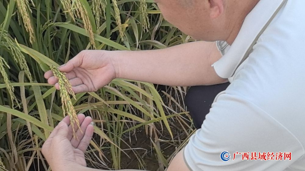 中国帮100多万非洲农户实现增产！“中国水稻亩产可达1000公斤，非洲当地常规稻亩产普遍不足200公斤”