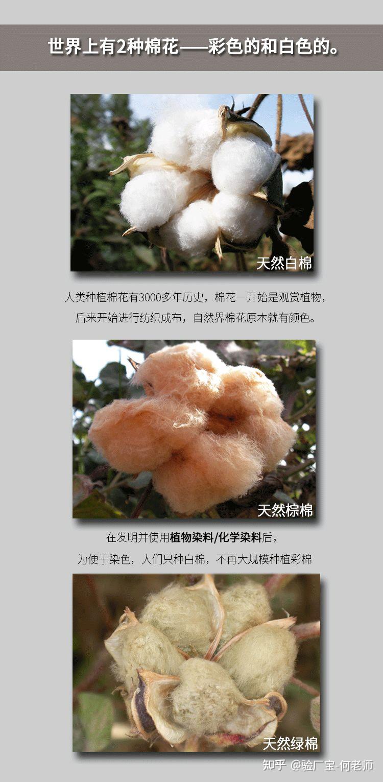 人保伴您前行,人保财险 _2026年全球抗虫性转基因棉花行业：政策松绑与绿色壁垒下的两极分化