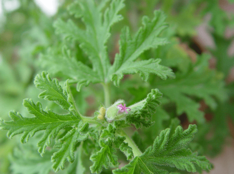 2026中国蚊香行业：从传统化学驱蚊到绿色智能方向_人保财险政银保 ,人保有温度