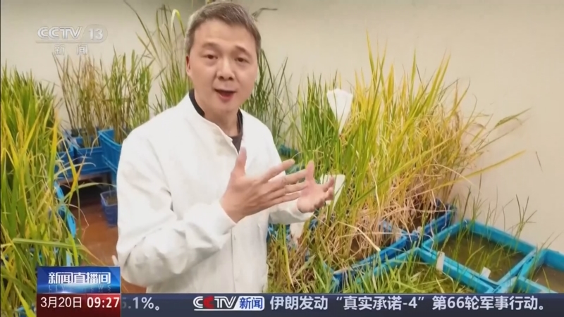我国将首次在太空连续培育两代水稻